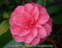 1Unbekannte 28april13.jpg