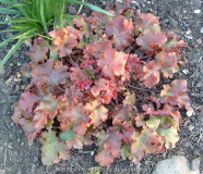 Heuchera