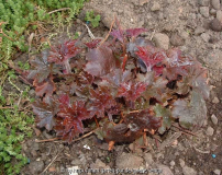 Heuchera