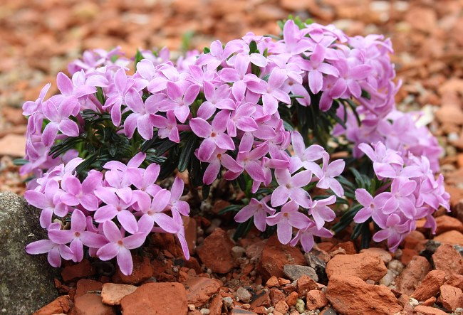 Daphne spec.