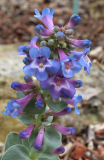 Penstemon nitidus blau