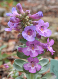 Penstemon nitidus rosa