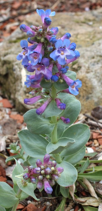 Penstemon nitidus blau
