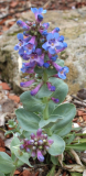 Penstemon nitidus blau