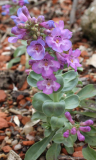 Penstemon nitidus rosa