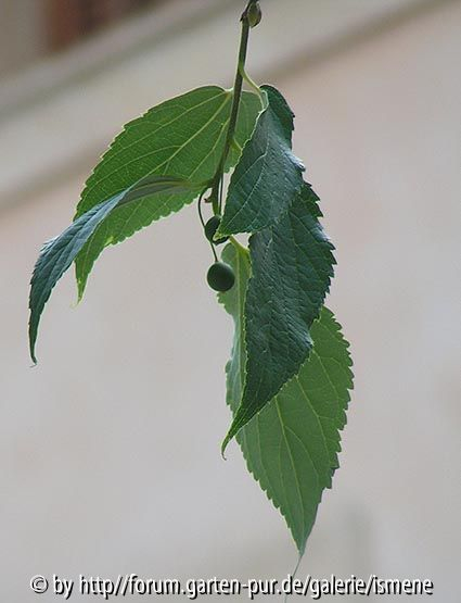 Celtis australis in Algaida