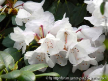 Rhodo oreodoxa verblühend