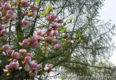 Magnolie 'Burgundy' 1