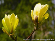 Magnolie 'Butterflies' 3