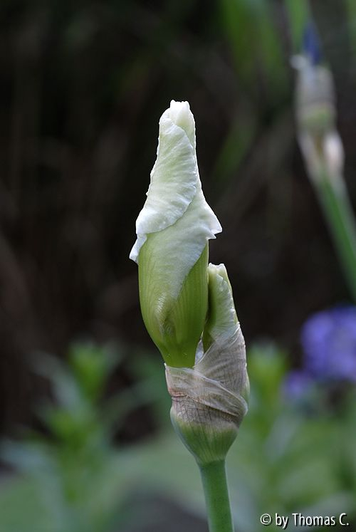 Iris in der Frühphase - weiß