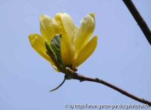 Magnolie 'Butterflies' 1