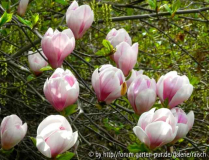Magnolie 'Burgundy' 2