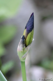 Iris blau