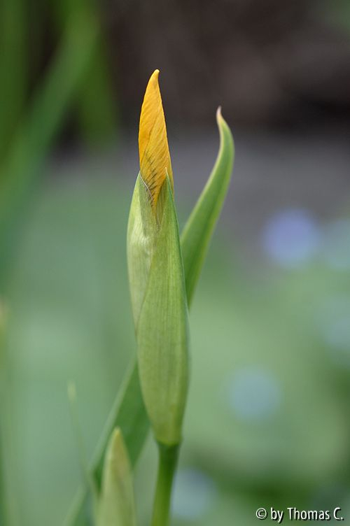 Iris in der Frühphase - gelb