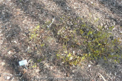 2011-04-17 pinnatum ssp_colchicum Bodend