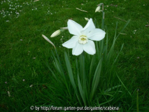 Narzisse 'Polar Ice'