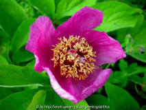 Paeonia mascula subsp. mascula 4/2013