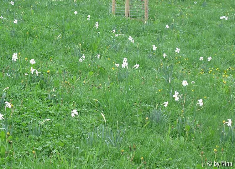 Narcissus poeticus var. recurvus, Pfauenaugen-Narzisse
