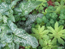 Arum italicum, Petasites palmatus 'Golde