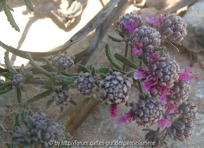 Teucrium capitatum