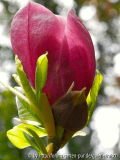 Magnolie "Nakamura 3" 2
