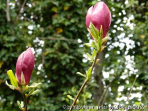 Magnolie "Nakamura 3" 1
