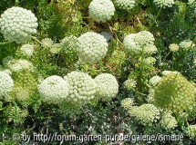 Ammi visnaga