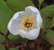 Paeonia obovata