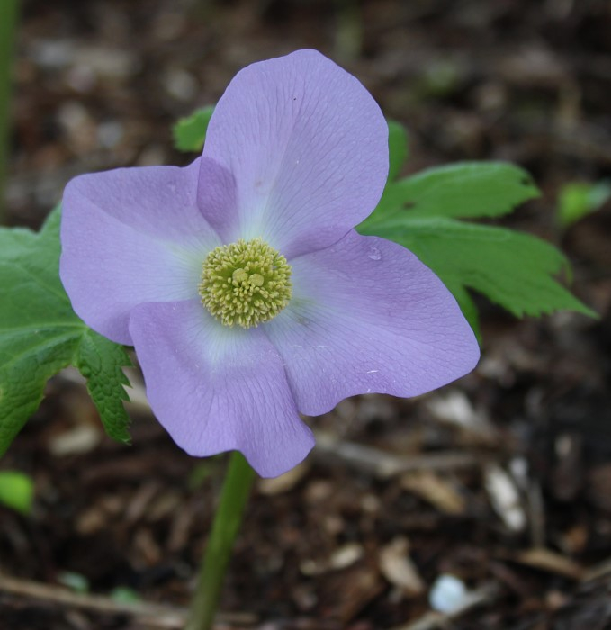 Glaucidium palmatum