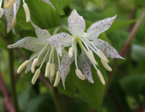 Disporum maculatum