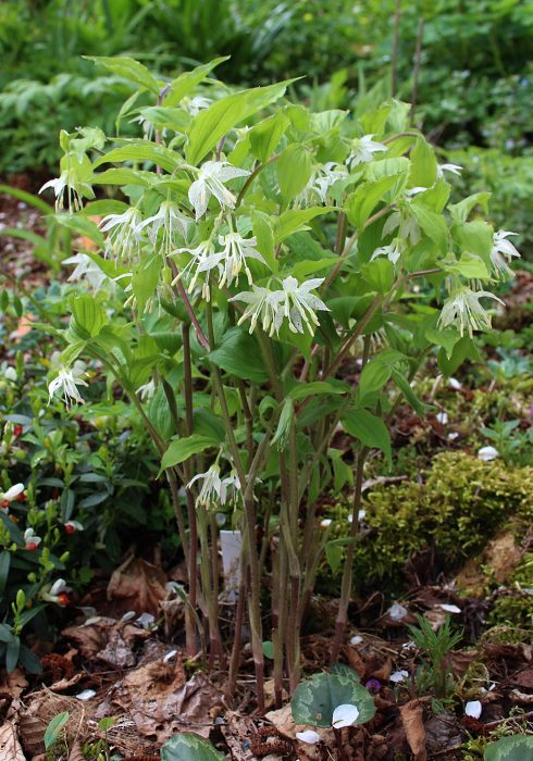 Disporum maculatum