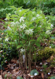 Disporum maculatum