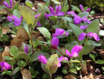Polygala paucifolia