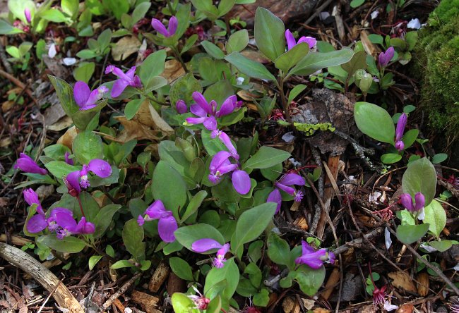 Polygala paucifolia