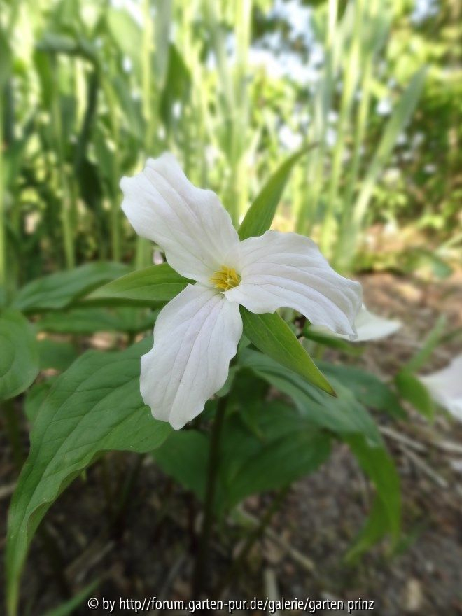 Trillium grandiflorum Close Up May 2013