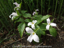 Trillium grandiflorum May 2013