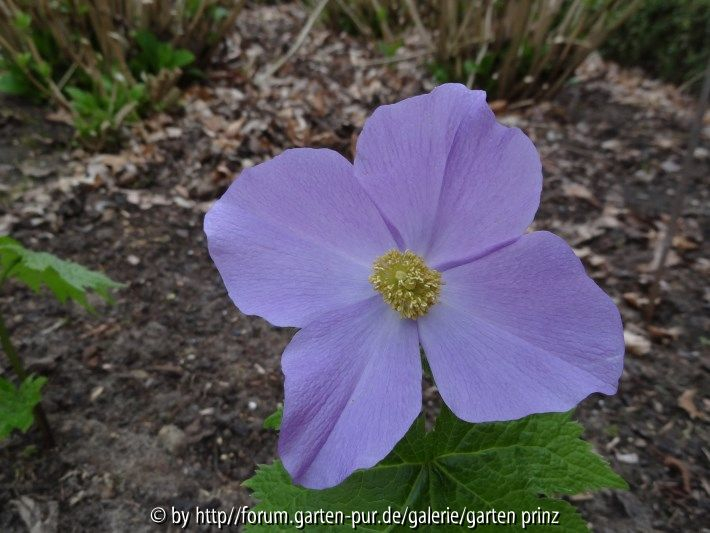 Glaucidium palmatum Close Up May 2013