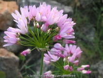 Allium roseum
