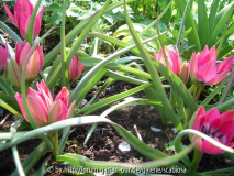 Tulpia humilis 'Little beauty'