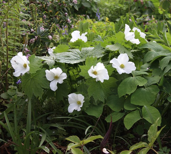 Glaucidium palmatum