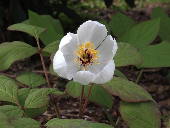 Paeonia obovata