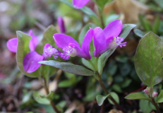 Polygala paucifolia