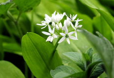 Allium ursinum_2.jpg