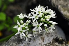 Allium ursinum_6.jpg