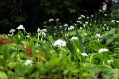 Allium ursinum_5.jpg