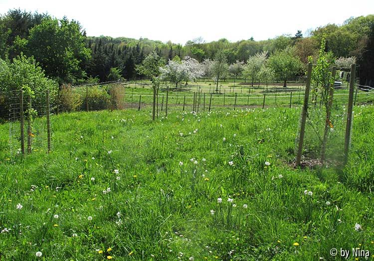 Streuobstwiese mit Narcissus poeticus var. recurvus, Pfauenaugen-Narzisse