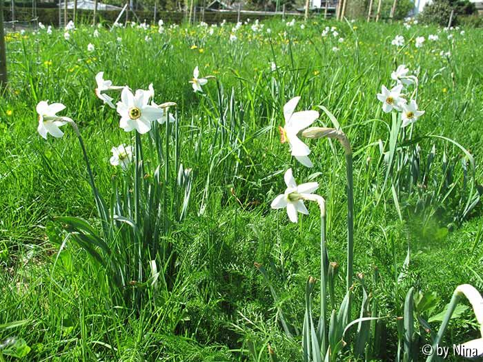 etwas näher Narcissus poeticus var. recurvus, Pfauenaugen-Narzisse