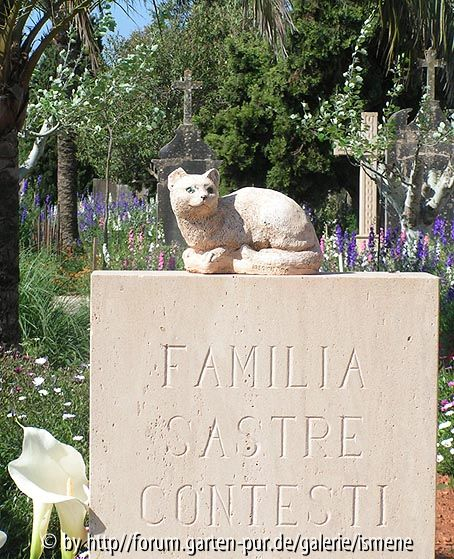 Cala Figuera Katze