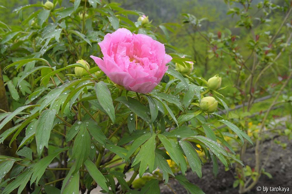 Päonie alt rosa2