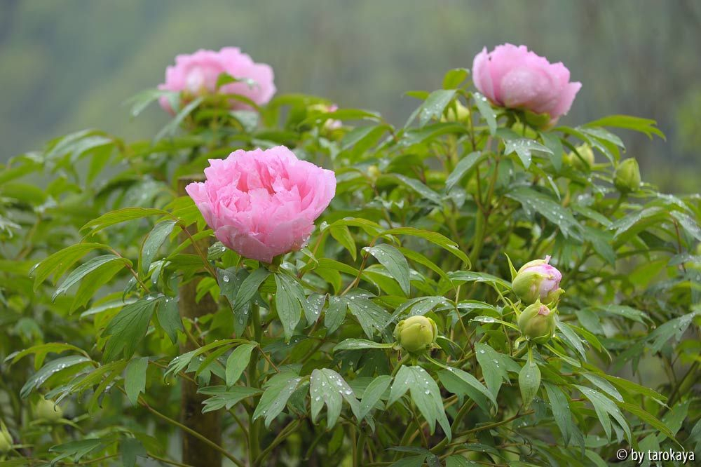 päonie alt rosa